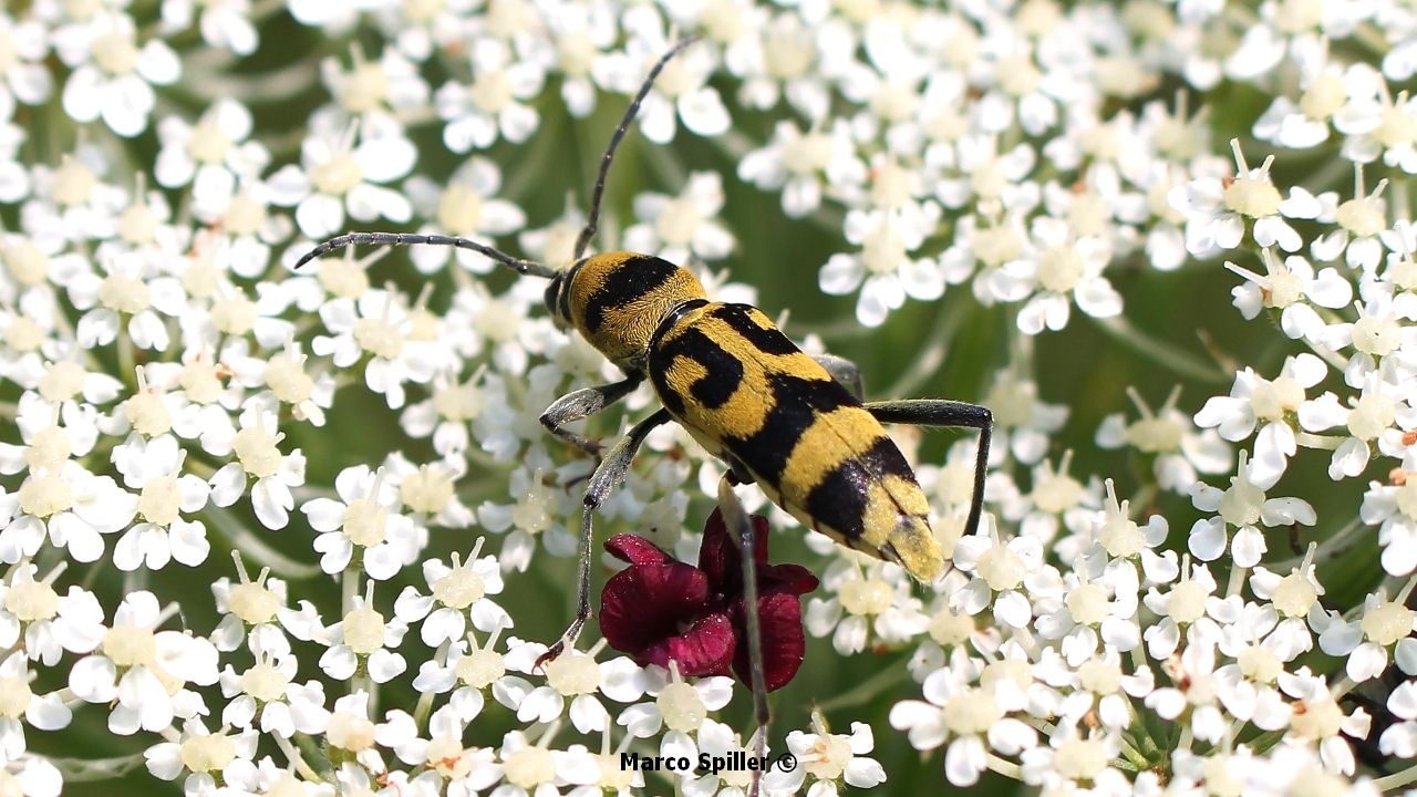 Chlorophorus varius